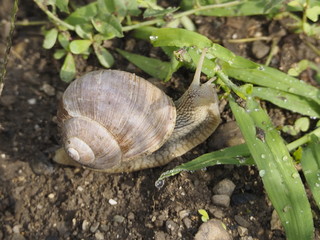 Caracol en Chamonix 