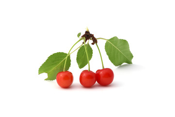 Cerises