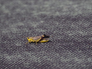 Saltamontes en el Salève (Francia)