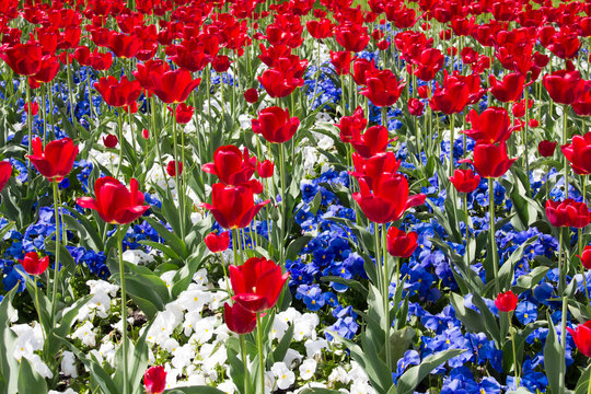 Fototapeta Red, White and Blue Flowers