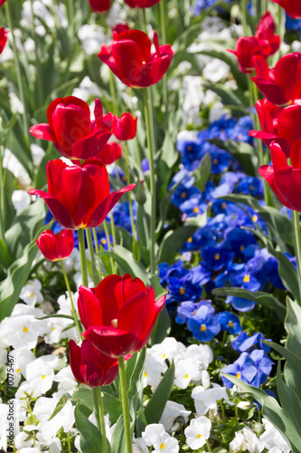 Red White And Blue Flowers Stock Photo And Royalty Free
