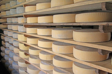 series of forms of aged cheese in the dairy of a hut