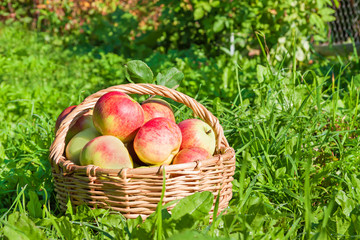 red juicy apples in the autumn