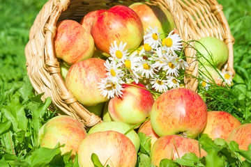 apples in a garden on a green grass