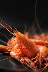 Crevettes-6502