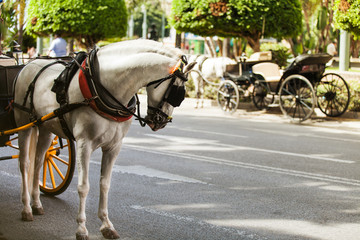 Horse carriage parked in andalusia, spain