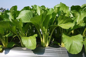 Vegetable garden