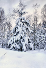 Snowy christmas trees