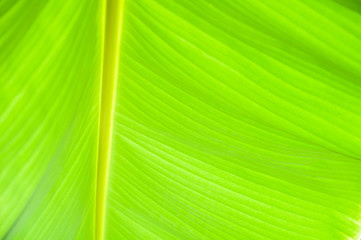 banana leafs