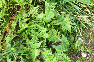 Löwenzahnblätter mit Nacktschnecke