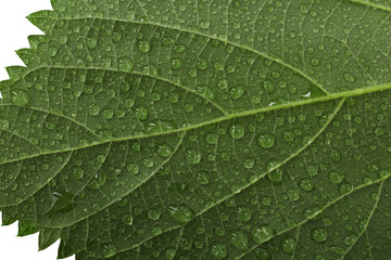 dew drops on a leaf