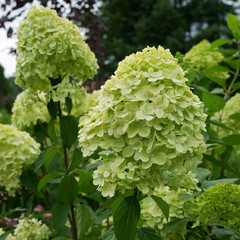 Hydrangea paniculata Limelight