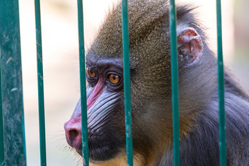 Mandrill monkey imprisoned in the zoo