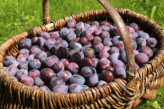 Prunes