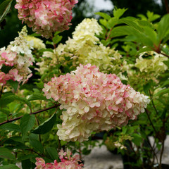 Hydrangea paniculata Phantom