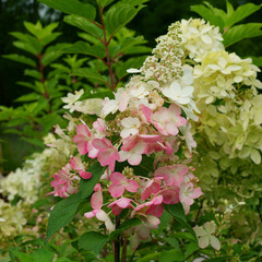 Hydrangea paniculata Phantom