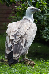 Griffon vulture profile
