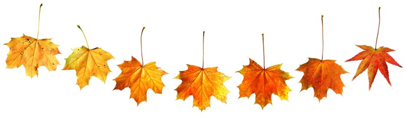 maple leaves from yellow to red