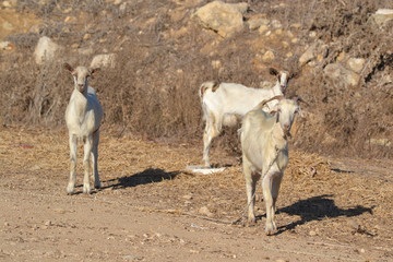 Goats