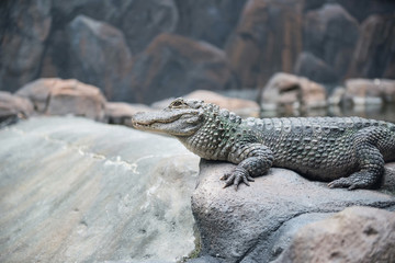 Crocodile on the rock