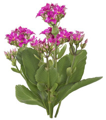 Drawing of Pink Kalanchoe flower isolated on white background