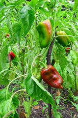 Peppers in the garden