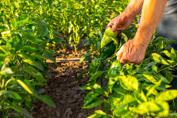 Farmer picking ripe bell peppers in the vegetable garden