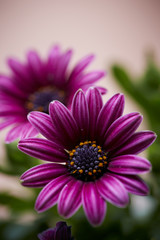 Obraz premium Flowers