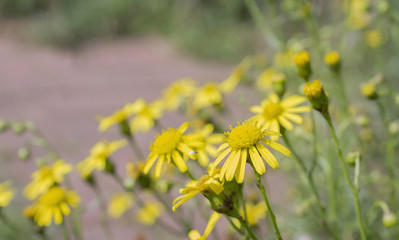 yellow flower leafs bed