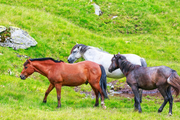 Horse herd on the pasture in the mountains