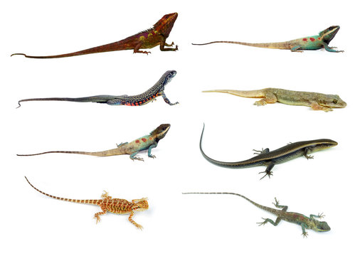 collection animal Lizard of white background