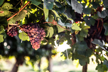 Fototapeta premium Red grapes in vineyard