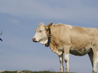 Vaca en la Alta Saboya (Francia)