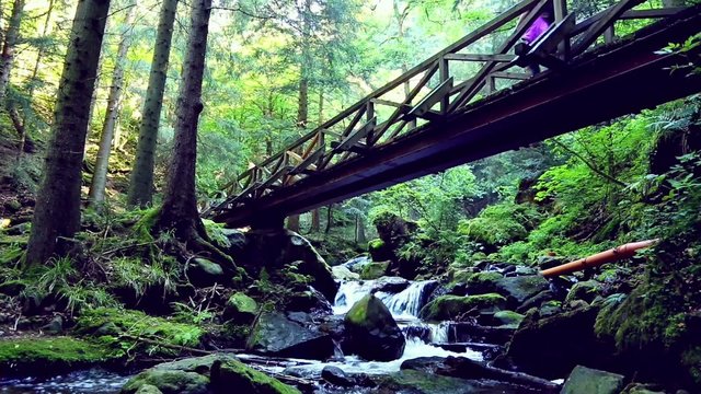 young woman hiking in the forest