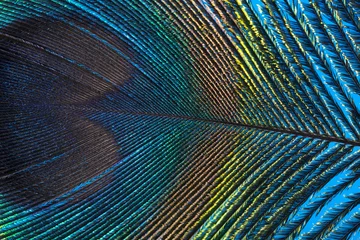 Fototapeten peacock feather close up © Vera Kuttelvaserova