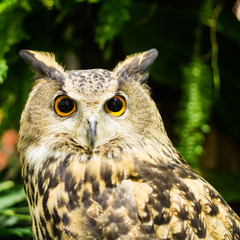 eurasian eagle owl