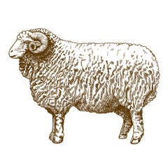 Naklejka premium vector illustration of engraving ram