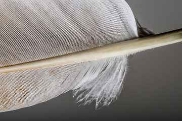 feather close up - macro detail
