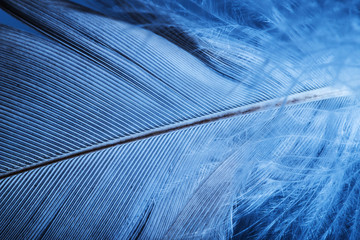 feather close up - macro detail