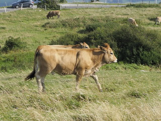 Vaca en la Alta Saboya (Francia)