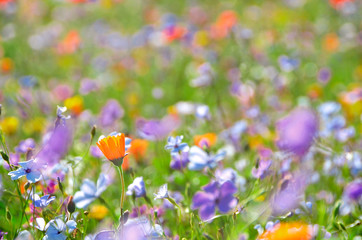 Meadow with colorful flowers growing in the grass.
