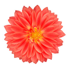 Fototapeta premium Red Pot Marigold Gerbera Flower Isolated on White