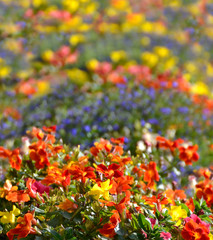 Colorful wild flowers decoration