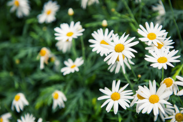 Fototapeta premium Little white flower with yellow pollen in garden