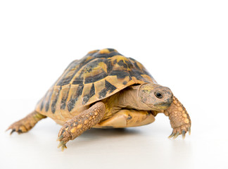 turtle in front of white background