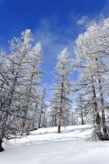 forêt en hiver