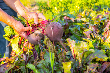 Farmer hands holding a bunch of freshly harvested beetroots