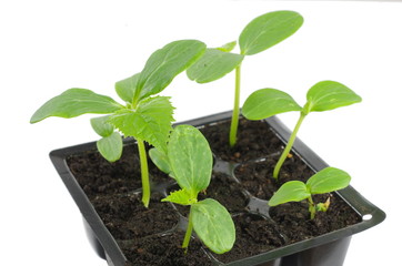 young of the onion seedling