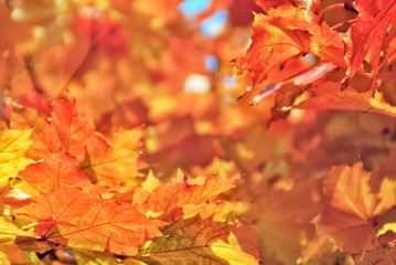 Fototapeta na wymiar Maple leaves autumn background