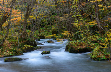 Oirase gorge in Autumn, in Aomori, Japan